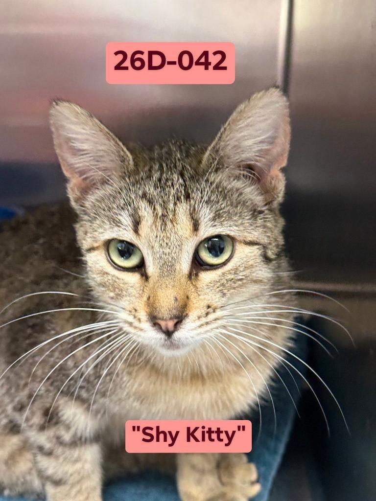Lilyheart (Lily), Adoptable, Young Female Domestic Short Hair.