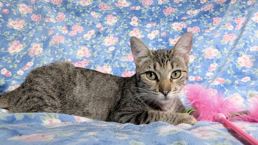 Lilyheart (Lily), a Adoptable mixed breed in Ontario, OR image 2/2