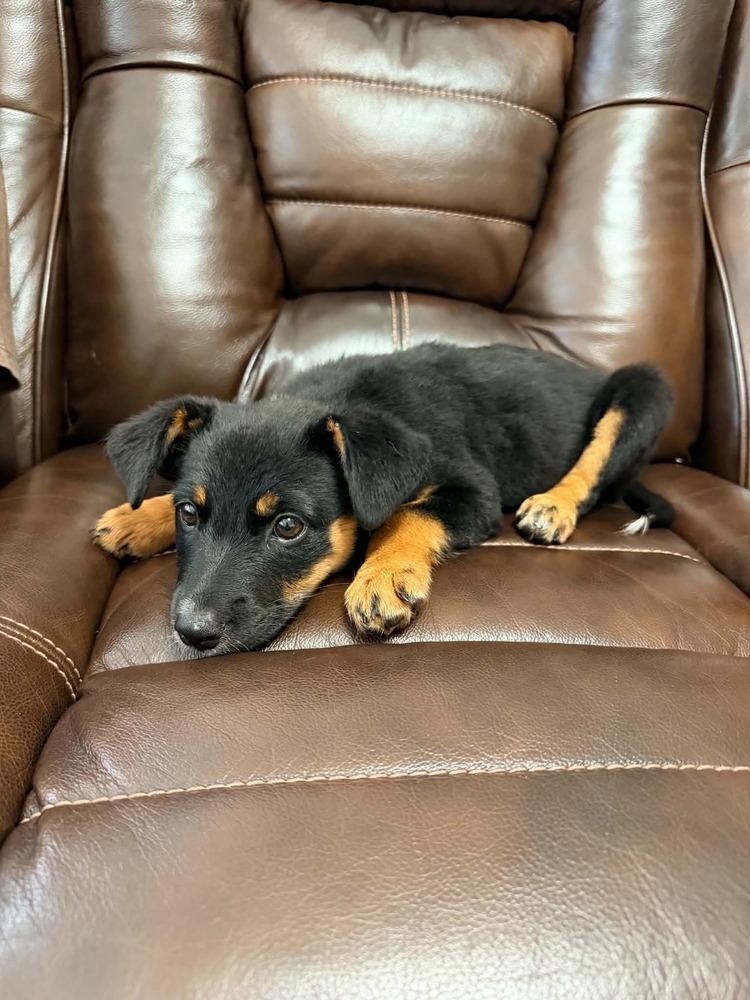 Enlarge Browny's Station: Oreo, a Adoptable mixed breed in Dallas, TX image 1/6