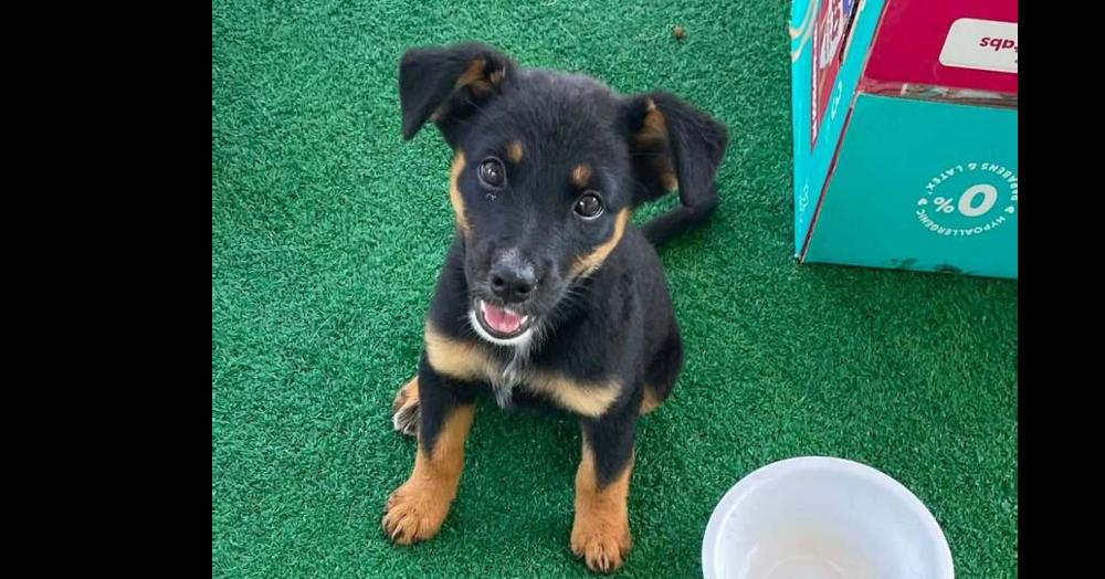 Enlarge Browny's Station: Oreo, a Adoptable mixed breed in Dallas, TX image 3/6