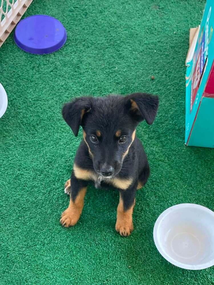 Enlarge Browny's Station: Oreo, a Adoptable mixed breed in Dallas, TX image 6/6