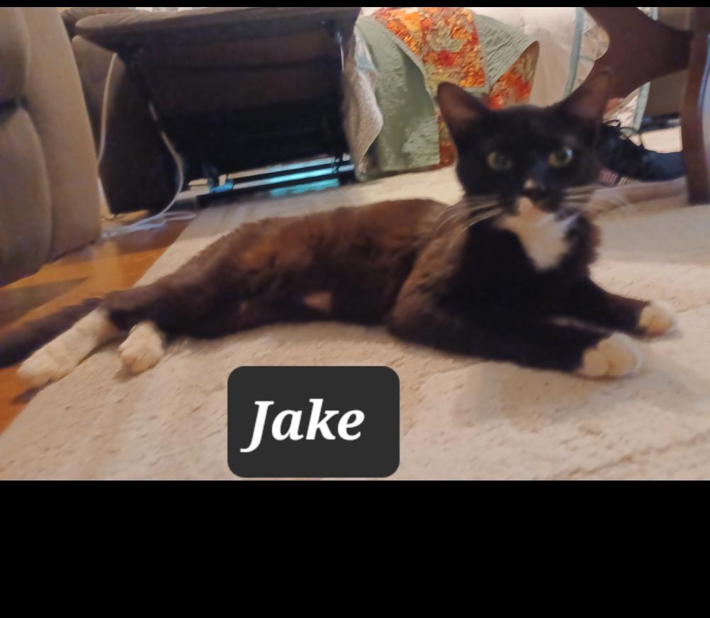 Jake - loving & playful