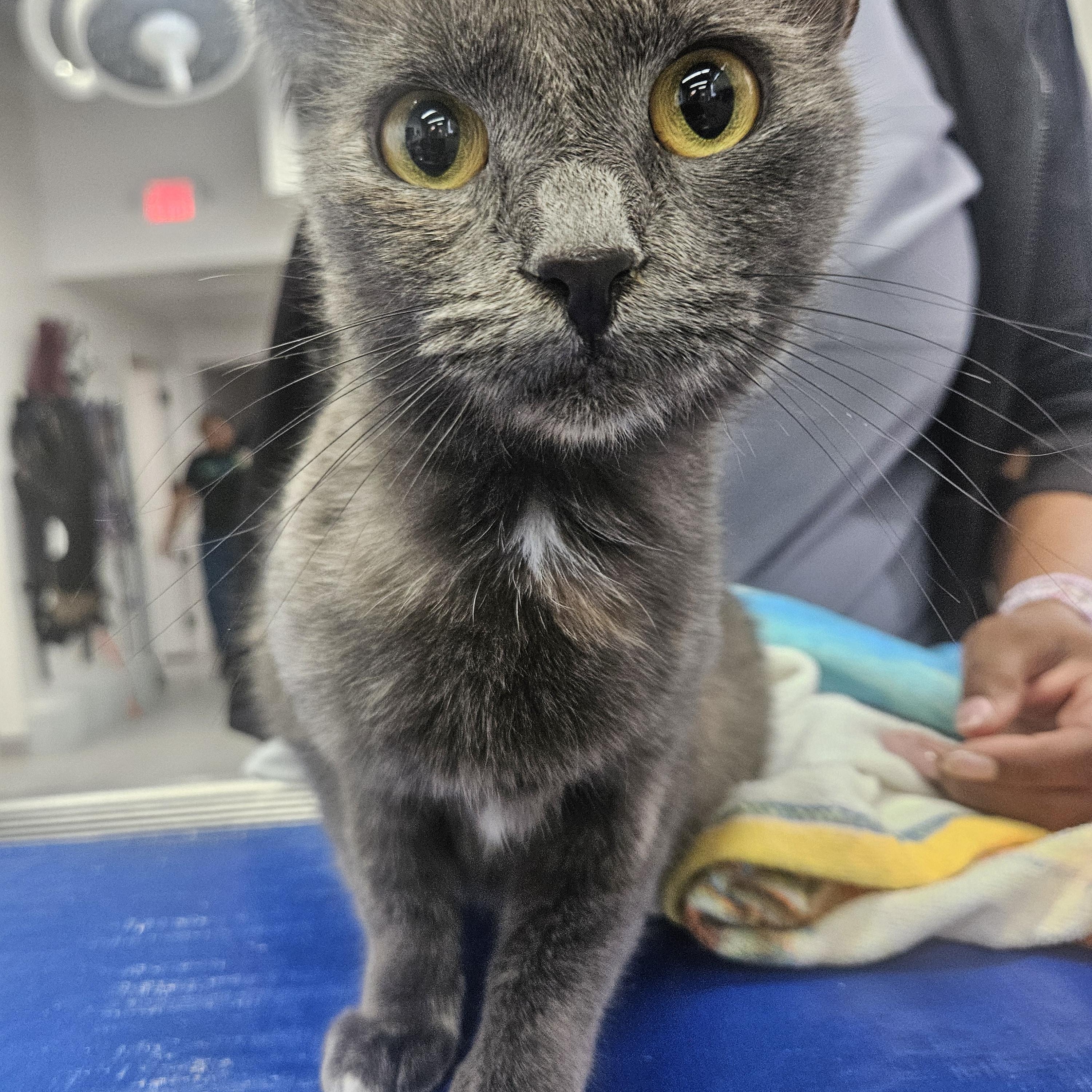 Peach, Adoptable, Young Female Domestic Short Hair.