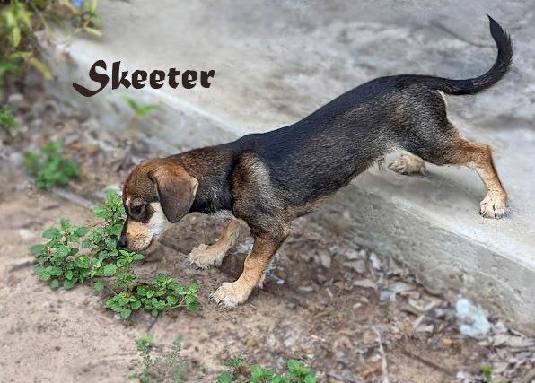 Skeeter photo