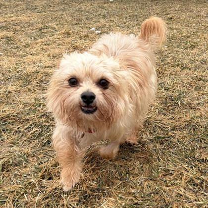 Chip, Adoptable, Adult Male Mixed Breed & Mixed Breed.