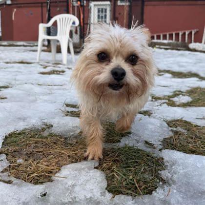 Chip, a Adoptable mixed breed in East Montpelier, VT image 2/3