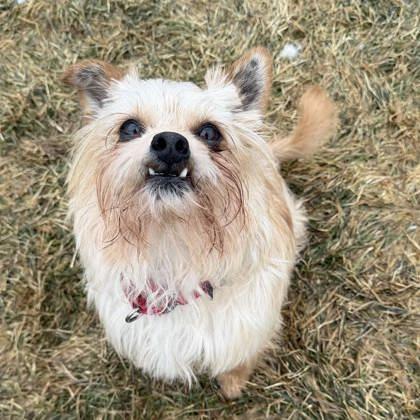 Chip, a Adoptable mixed breed in East Montpelier, VT image 3/3