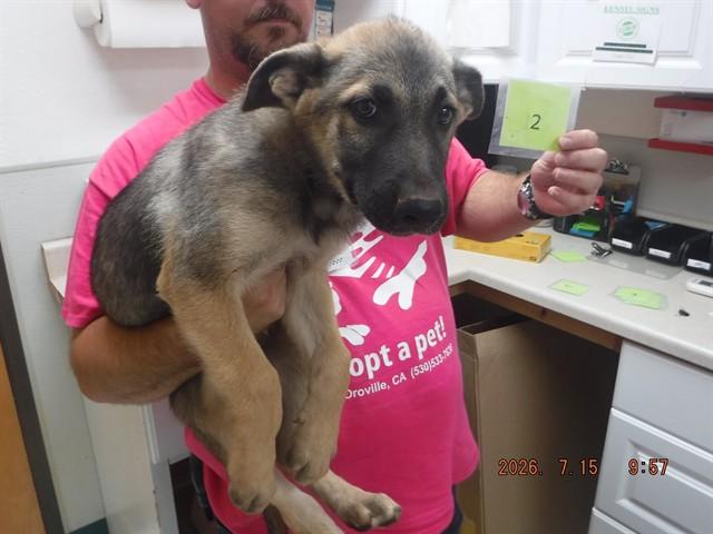 PUP2, Adoptable, Puppy Male Belgian Shepherd / Malinois & Mixed Breed.