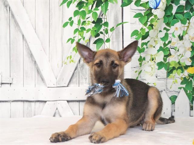 RONAN, Adoptable, Puppy Male Belgian Shepherd / Malinois & Mixed Breed.