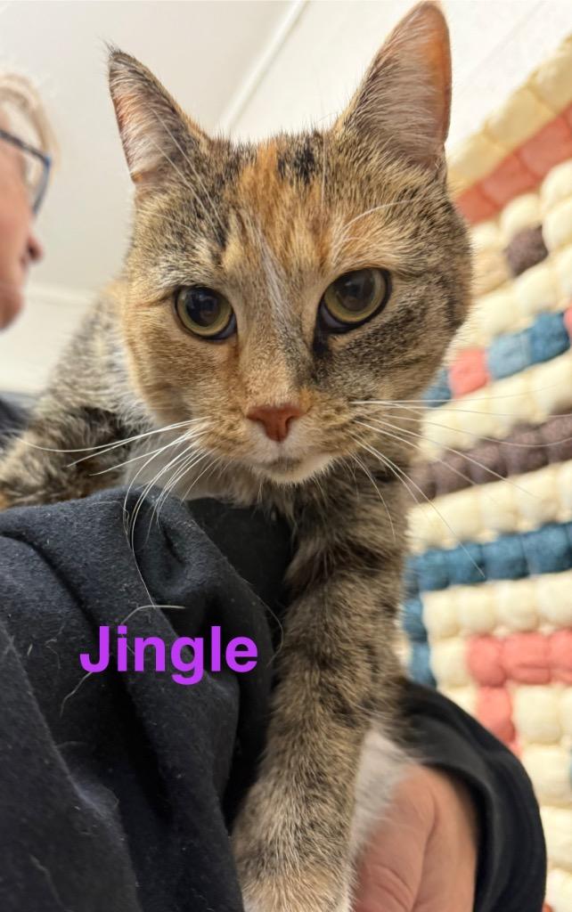 Enlarge Jingles, a Adoptable mixed breed in Camden, TN image 1/1