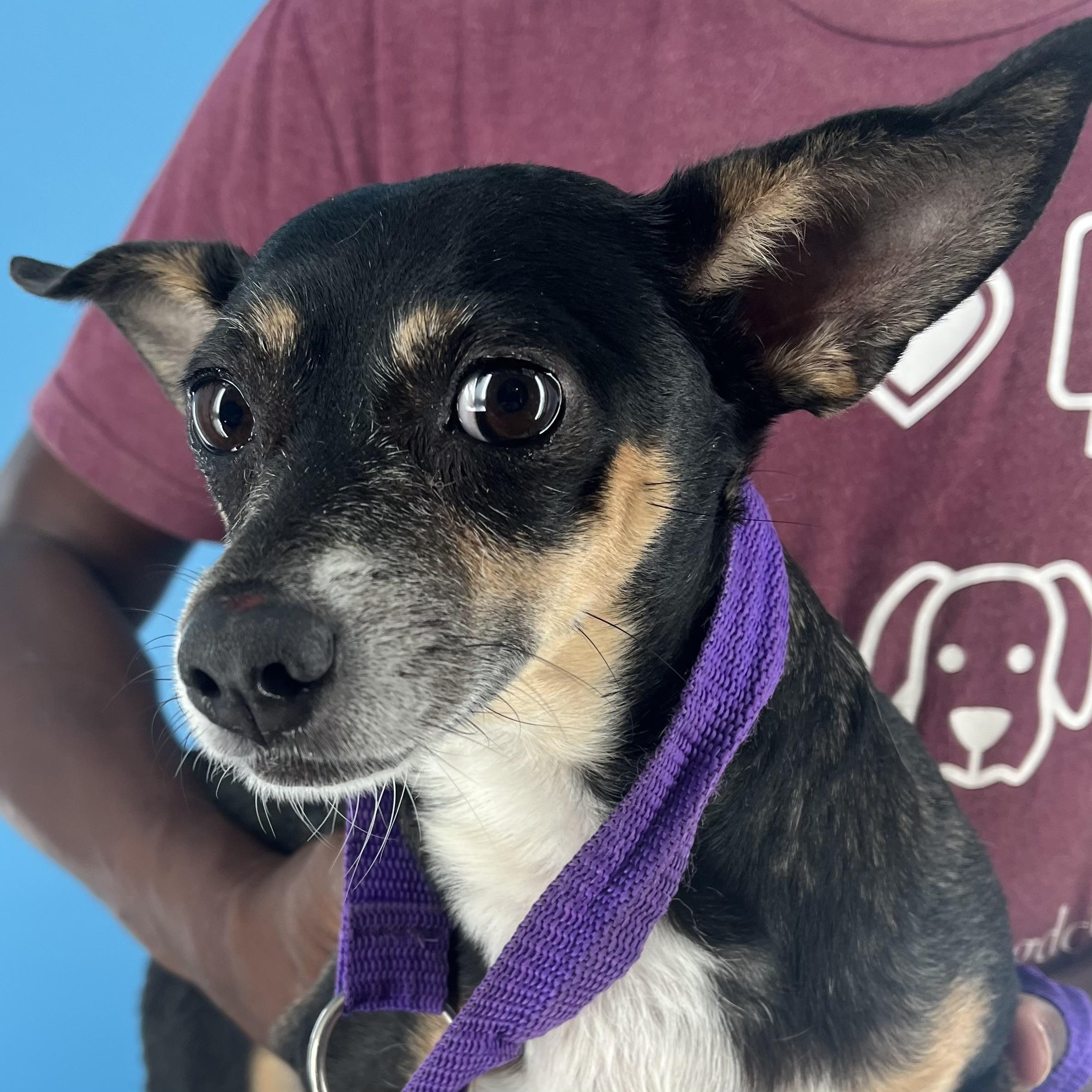 Riley - Local August 22-24, Adult Female unknown