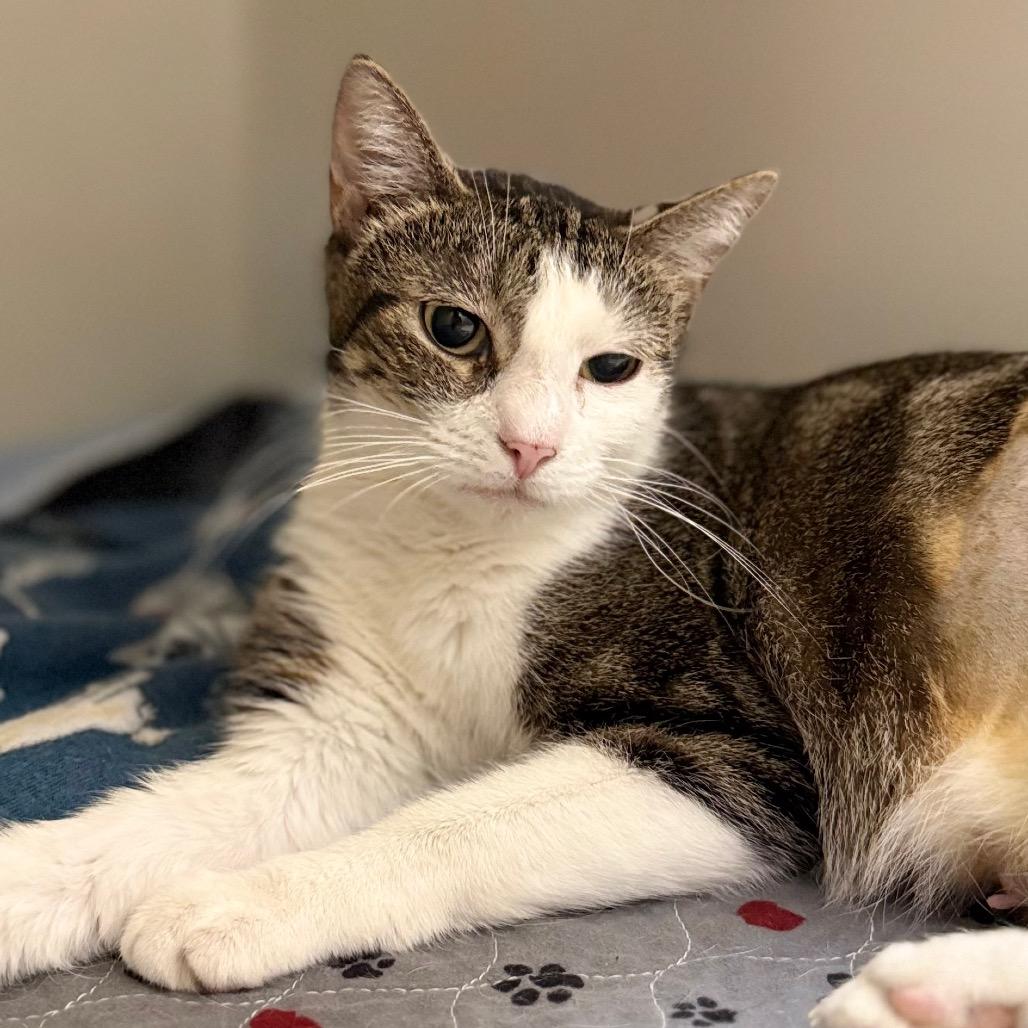 Enlarge Aspen, a Adoptable mixed breed in Carmel, IN image 1/4