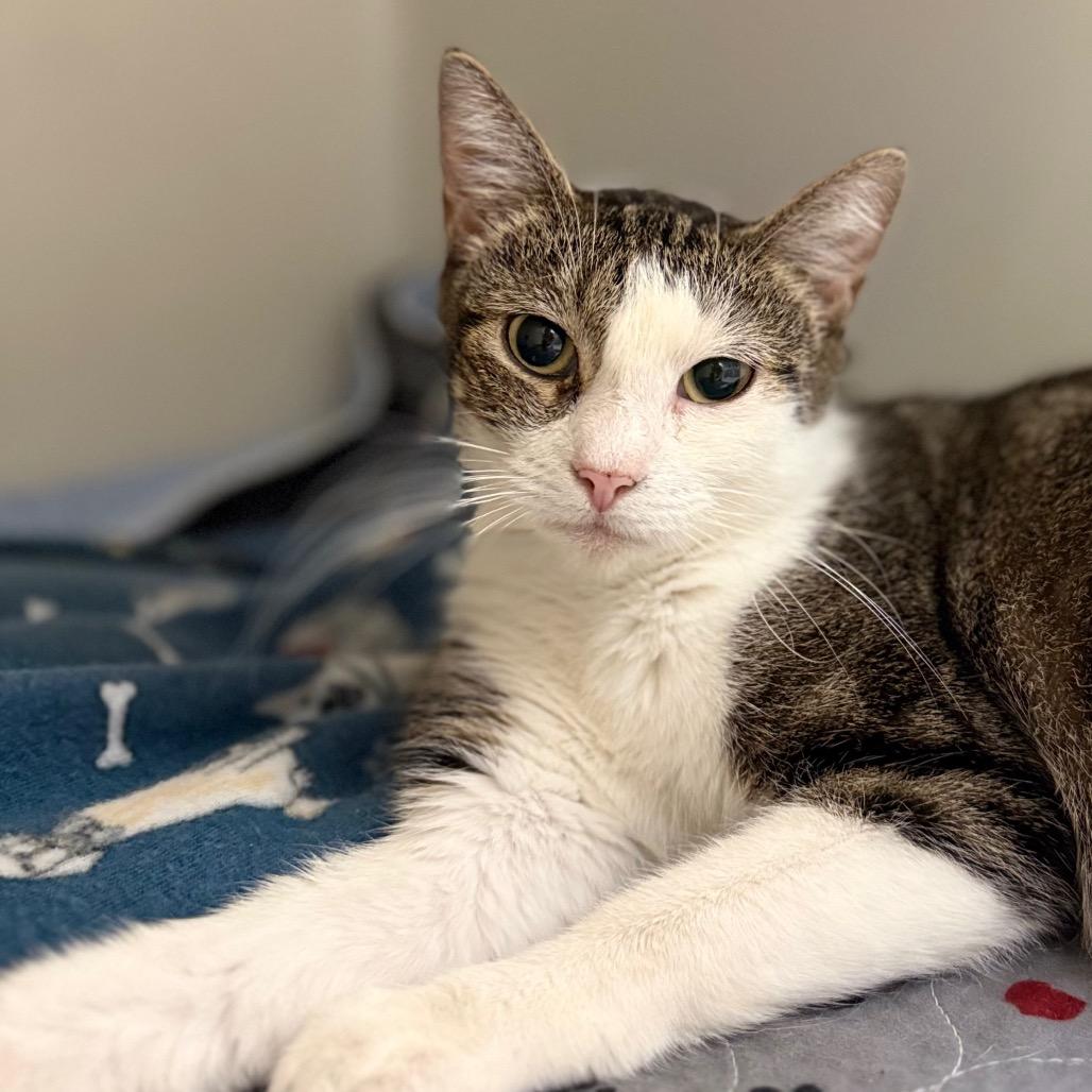 Enlarge Aspen, a Adoptable mixed breed in Carmel, IN image 3/4