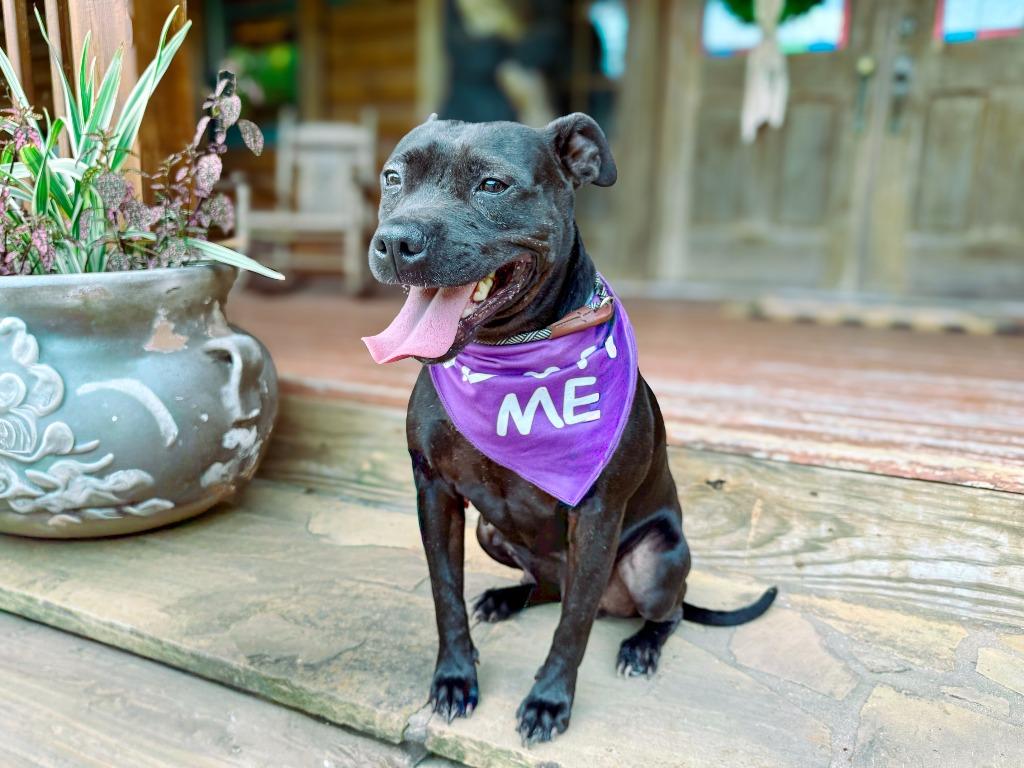 Cookie, Adoptable, Young Female Mixed Breed.