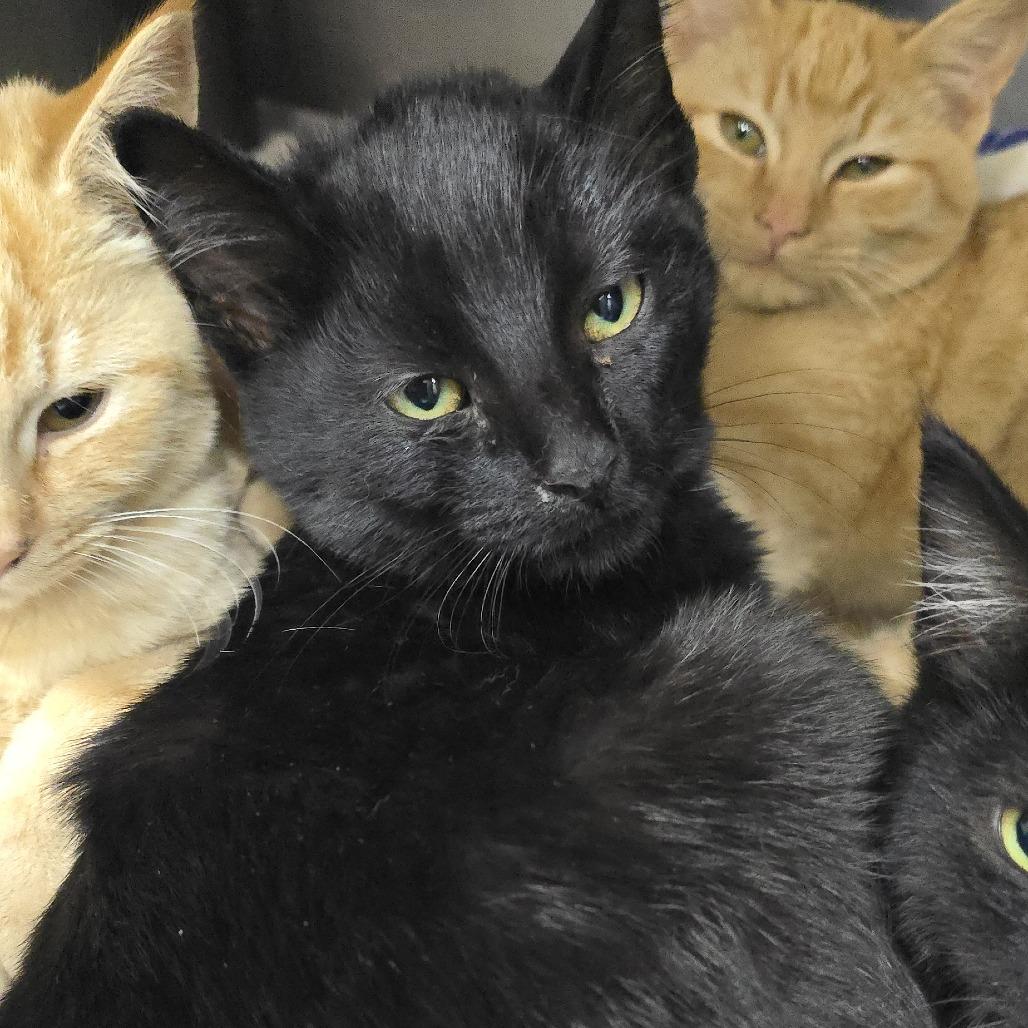 Leche 25-1675, Adoptable, Kitten Male Domestic Short Hair.