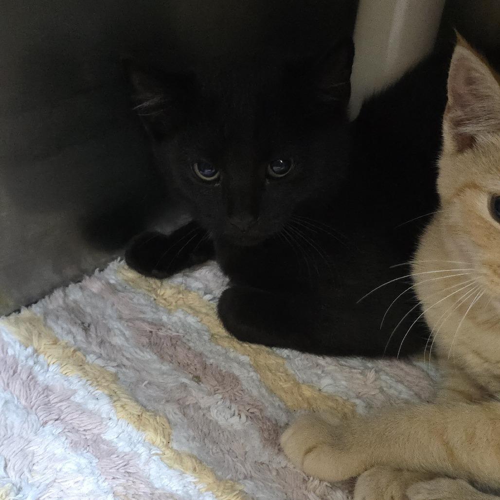 Leche 25-1675, a Adoptable Domestic Short Hair in Yanceyville, NC image 2/2