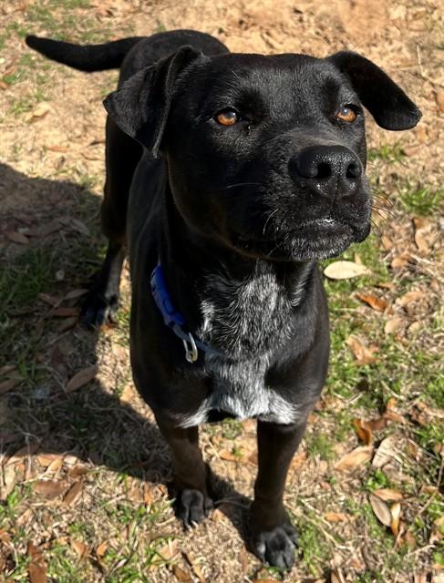 Enlarge JULIE, a Adoptable mixed breed in Augusta, GA image 1/1