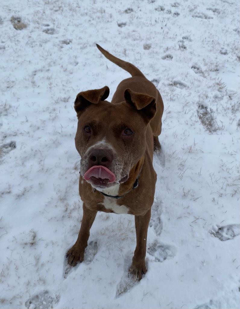 Rex, Adoptable, Adult Male Pit Bull Terrier.