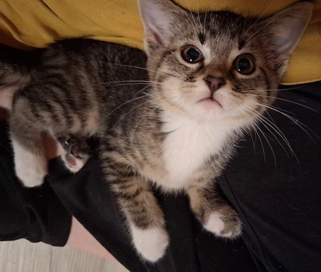Ciabatta, ADOPTABLE, Young Male Domestic Short Hair.