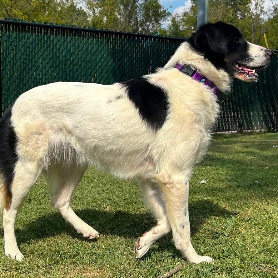 Anastasia, Adoptable, Adult Female Border Collie.