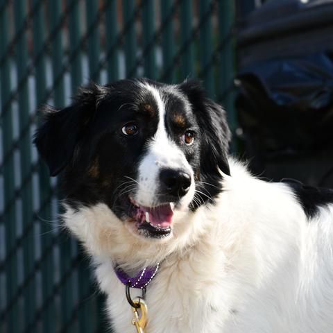 Enlarge Anastasia, a Adoptable Border Collie in Johnson City, TN image 3/5