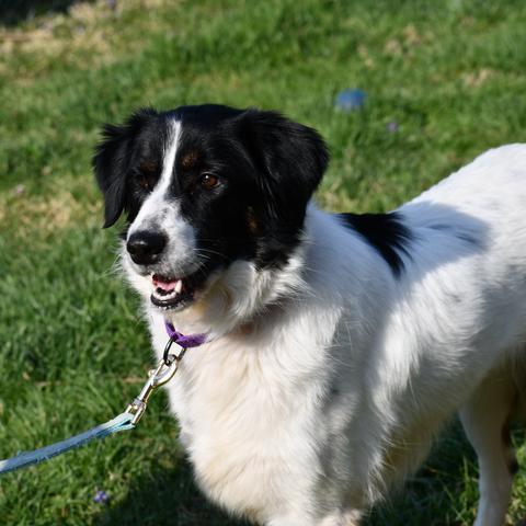 Enlarge Anastasia, a Adoptable Border Collie in Johnson City, TN image 4/5
