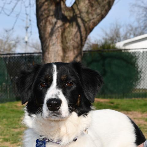 Enlarge Anastasia, a Adoptable Border Collie in Johnson City, TN image 5/5