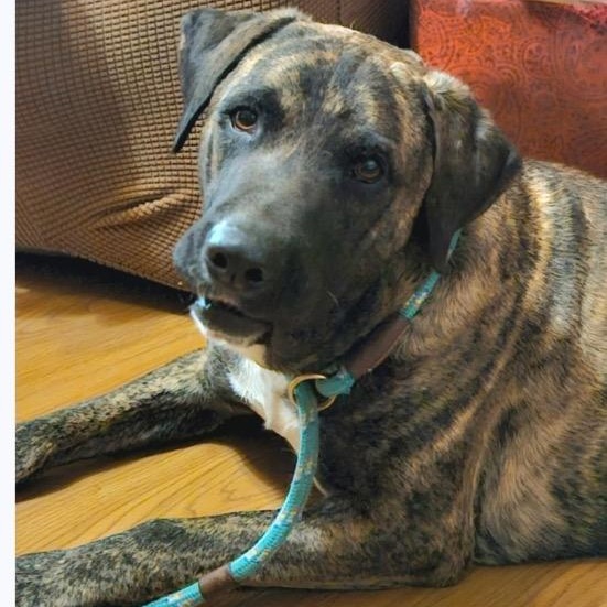 Enlarge Jo, a ADOPTABLE mixed breed in Chelmsford, MA image 4/5