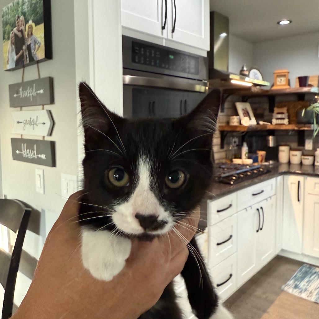 Bandit (2), a Adoptable Domestic Short Hair in Ferndale, WA image 1/2