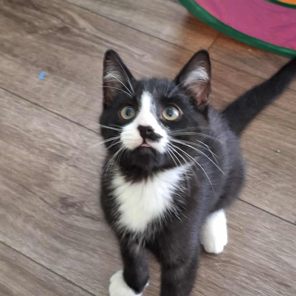 Bandit (2), a Adoptable Domestic Short Hair in Ferndale, WA image 2/2