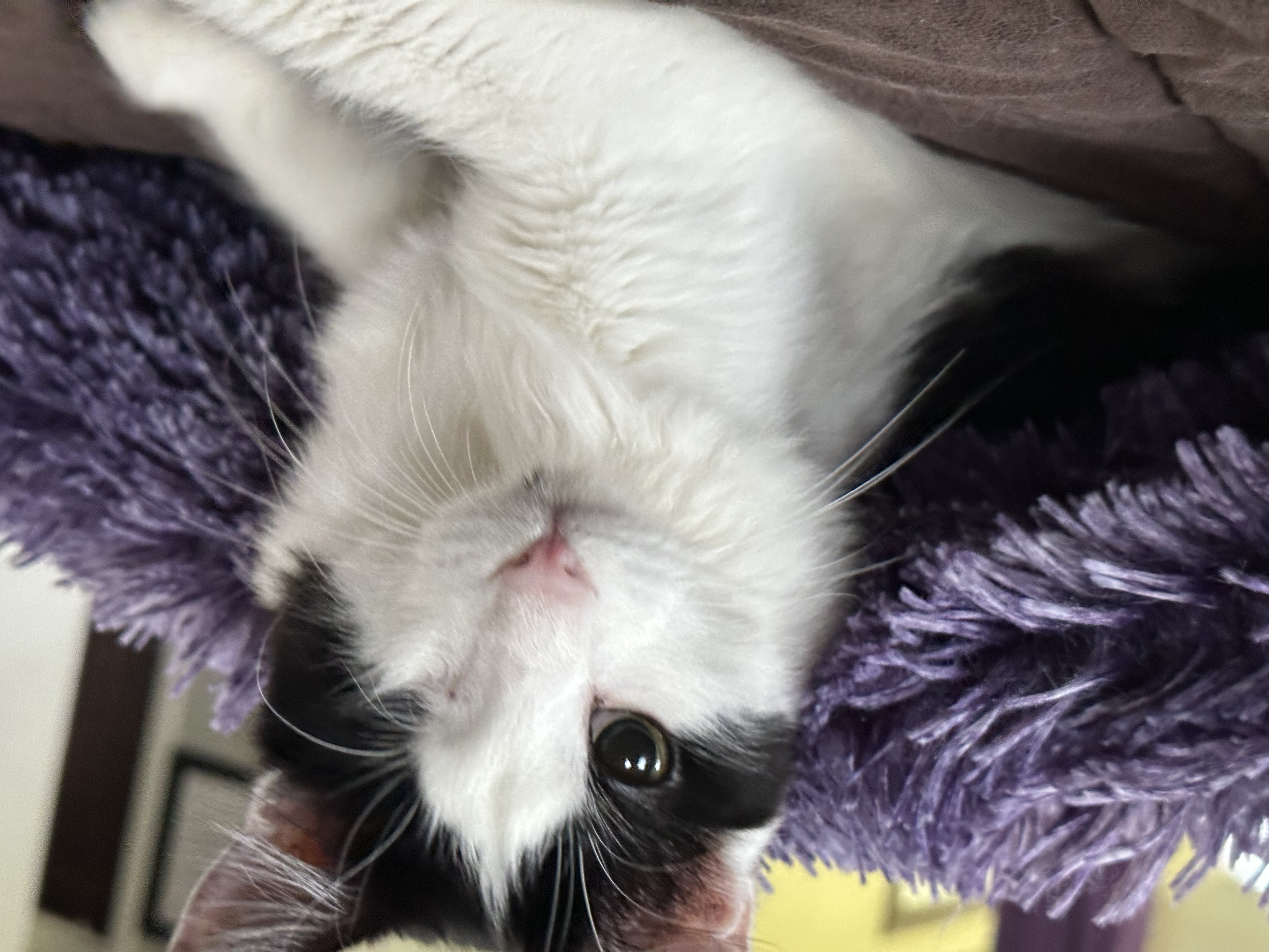 Enlarge Hooty and Owlberta, a Adoptable Domestic Short Hair in Hollister, CA image 14/16