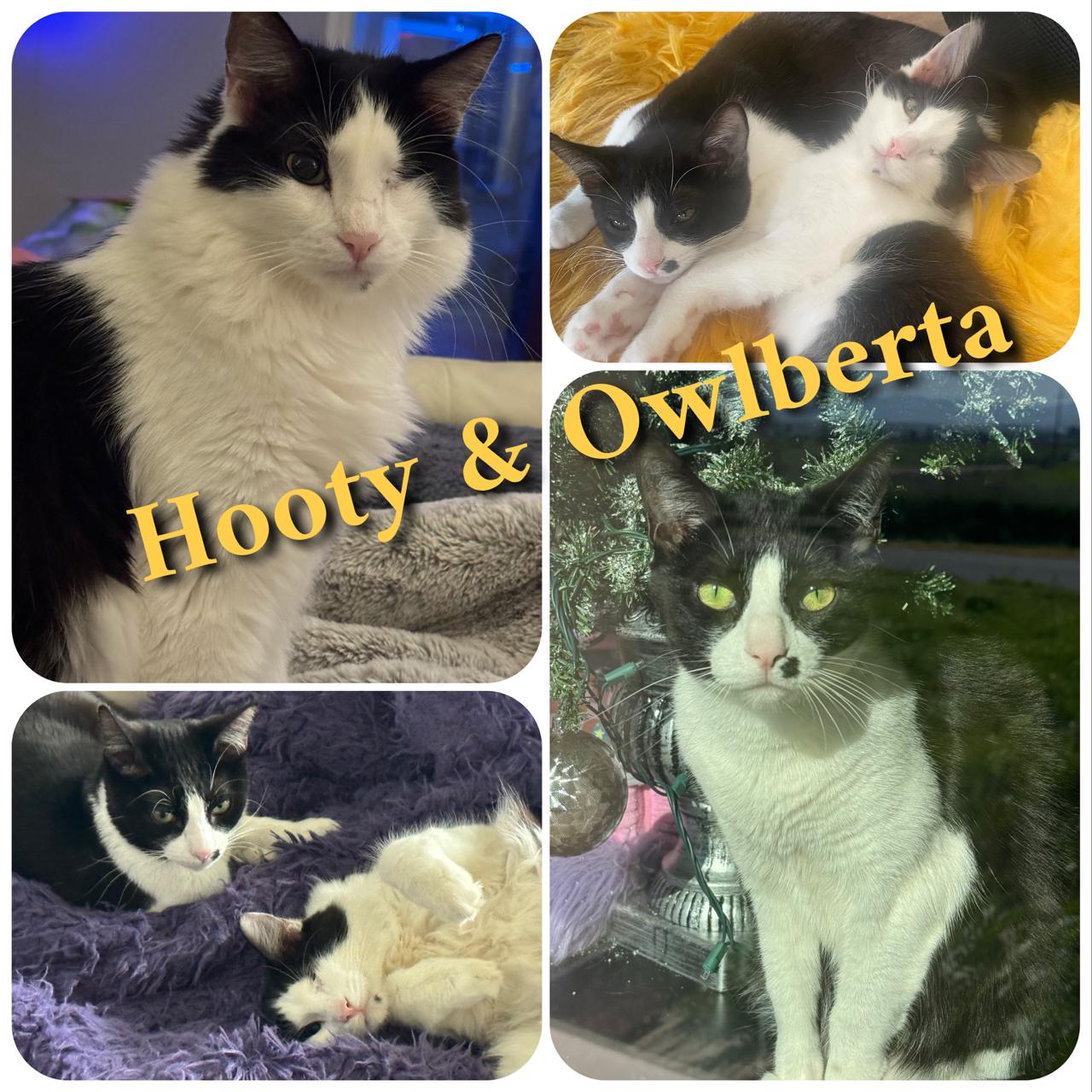 Hooty and Owlberta, a Adoptable Domestic Short Hair in Hollister, CA image 1/16