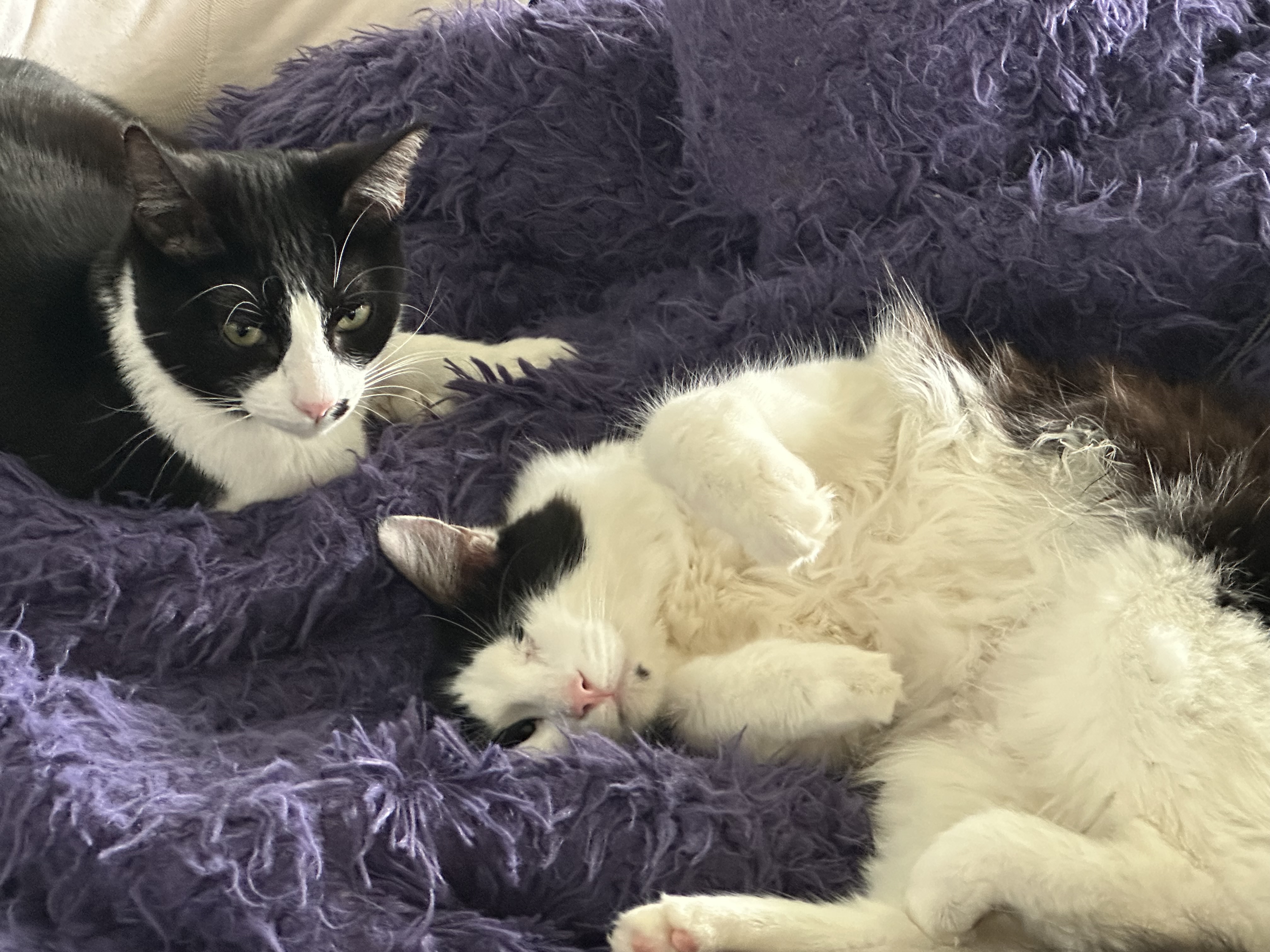 Enlarge Hooty and Owlberta, a Adoptable Domestic Short Hair in Hollister, CA image 15/16