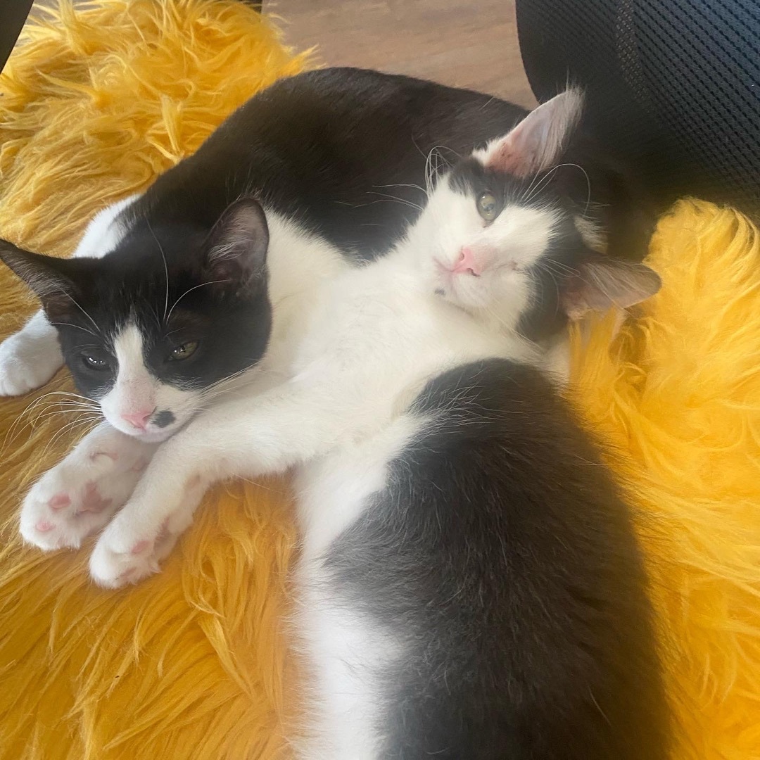 Enlarge Hooty and Owlberta, a Adoptable Domestic Short Hair in Hollister, CA image 12/16