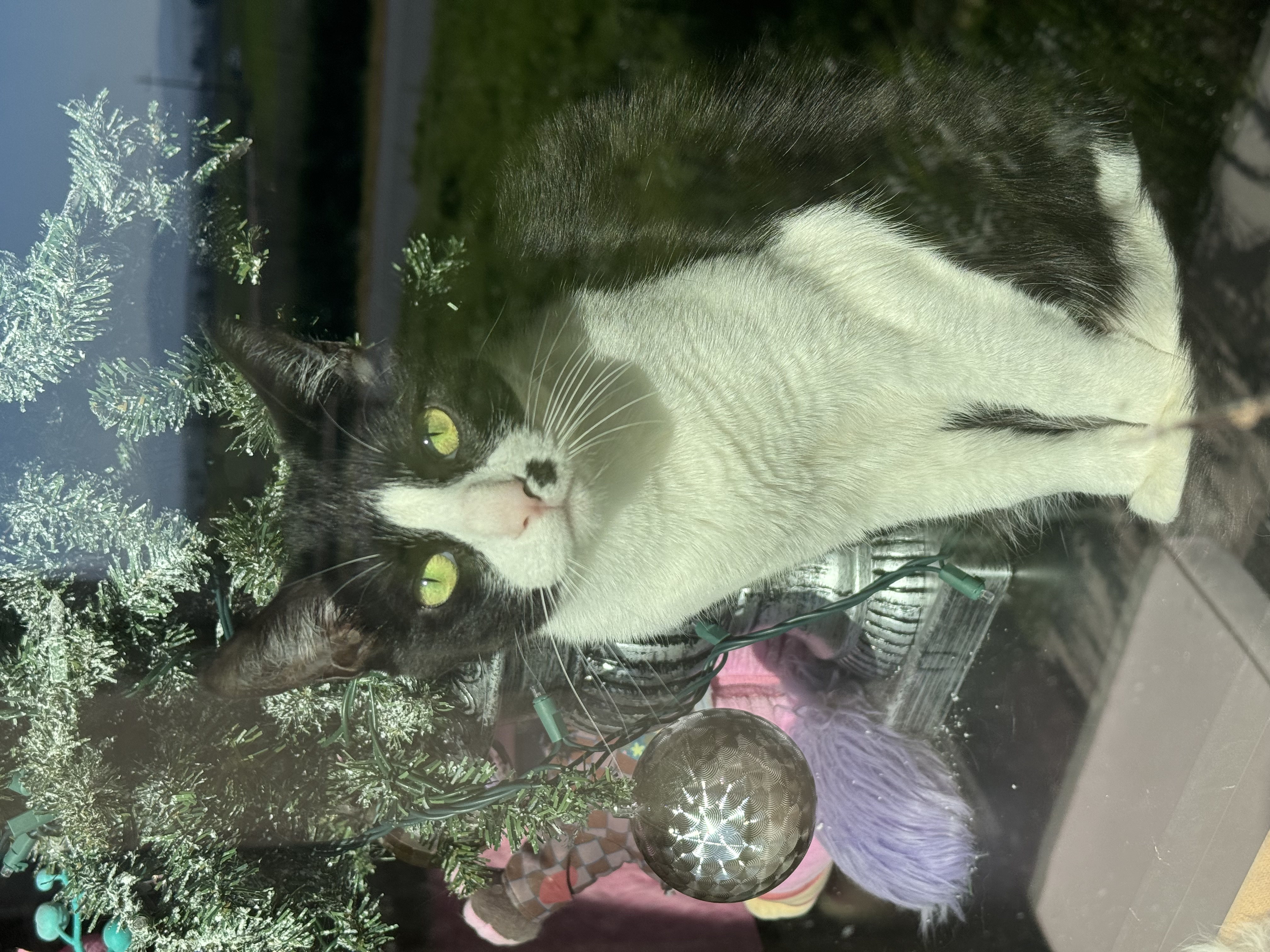 Enlarge Hooty and Owlberta, a Adoptable Domestic Short Hair in Hollister, CA image 13/16