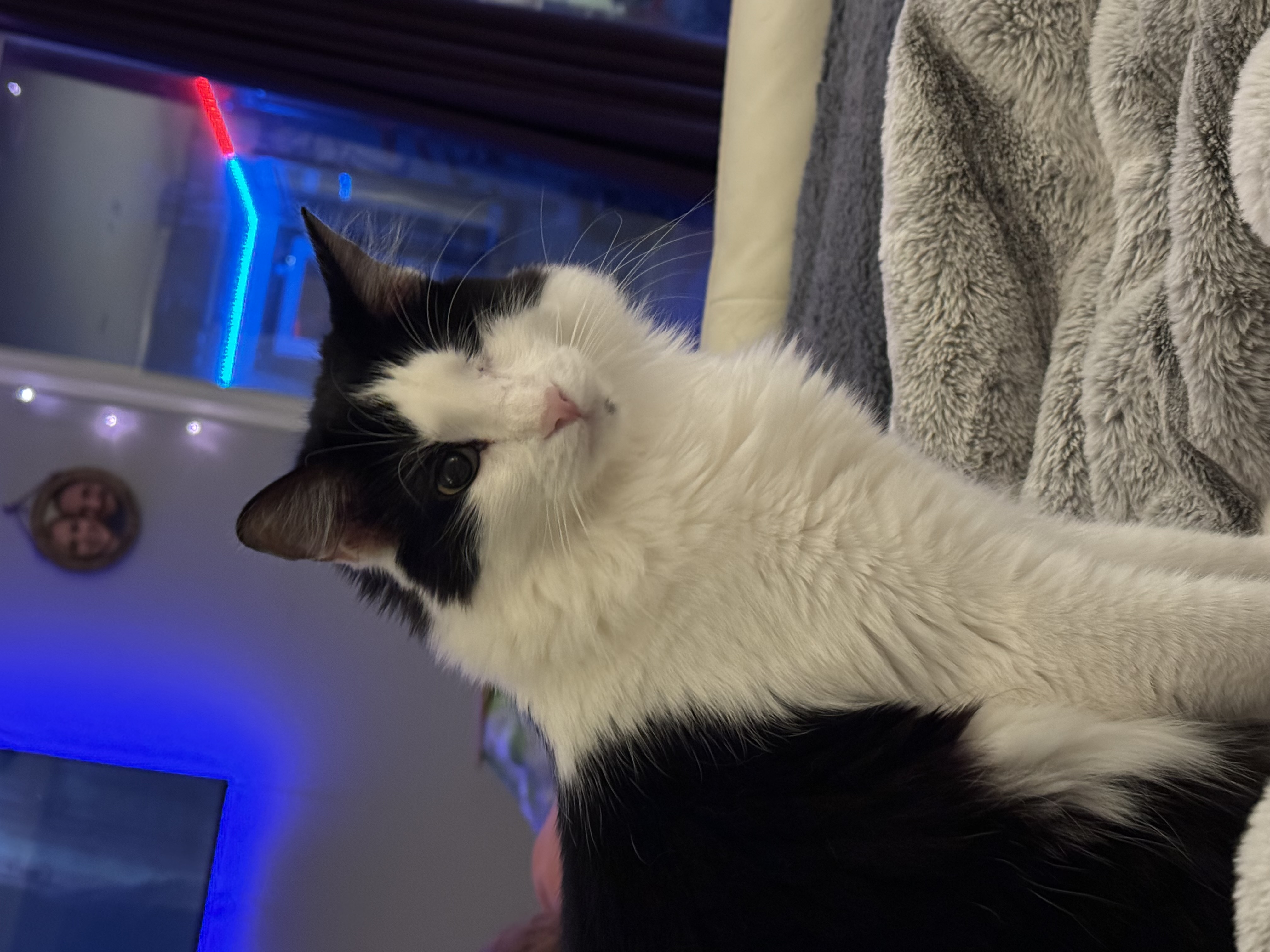 Enlarge Hooty and Owlberta, a Adoptable Domestic Short Hair in Hollister, CA image 16/16