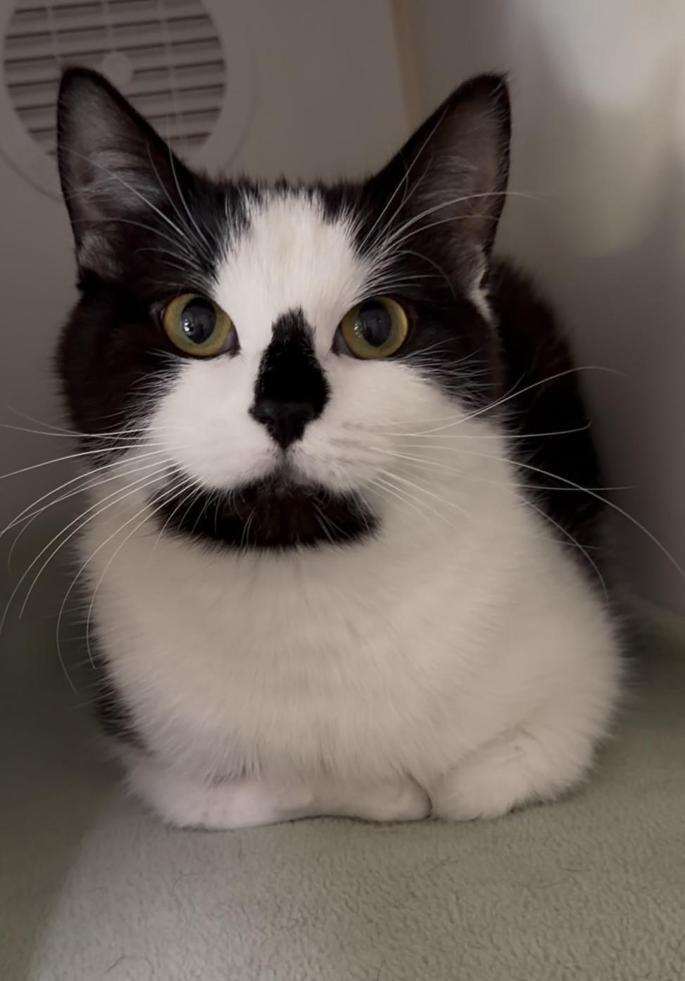 Shifu, a ADOPTABLE Domestic Short Hair in Delta, BC image 1/3