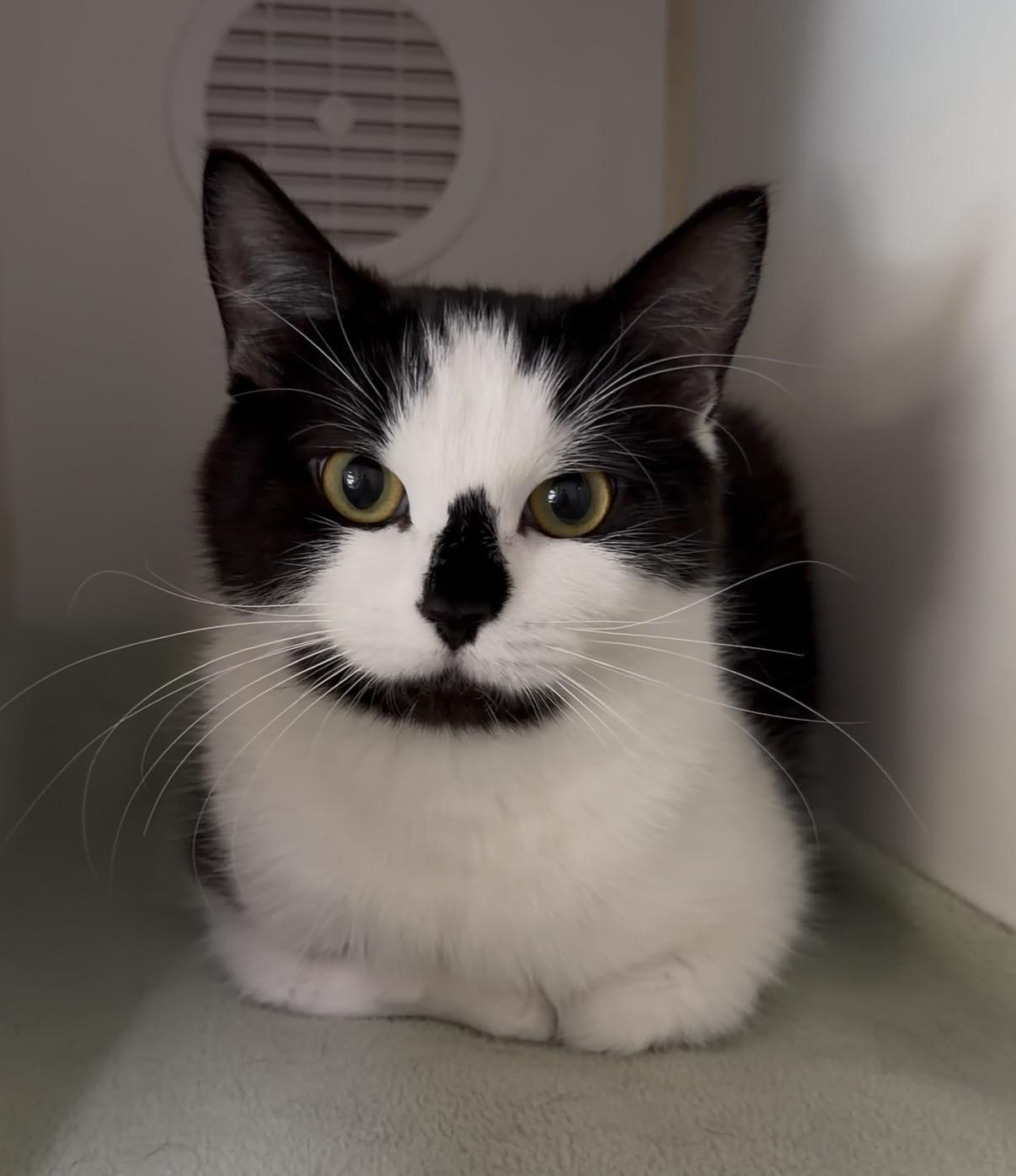 Shifu, a ADOPTABLE Domestic Short Hair in Delta, BC image 2/3