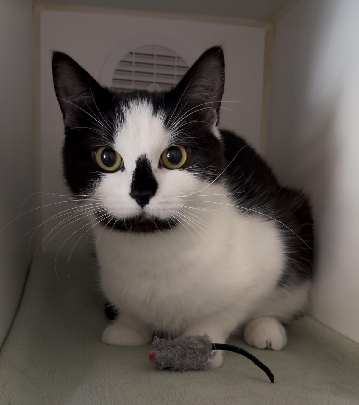 Shifu, a ADOPTABLE Domestic Short Hair in Delta, BC image 3/3