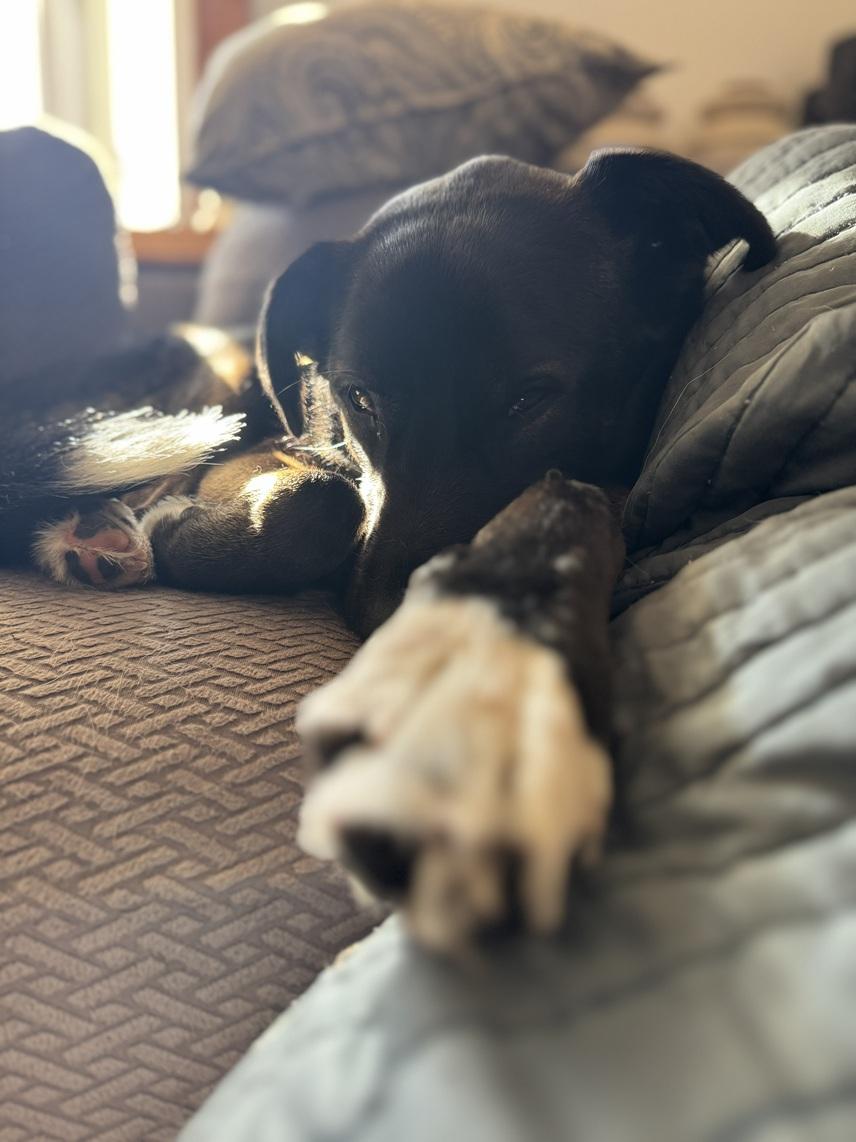 Enlarge Eden, a ADOPTABLE mixed breed in Mississauga, ON image 5/6