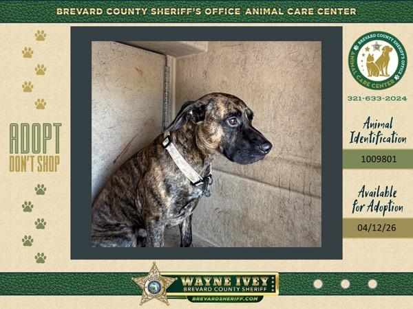 Buddah, Adoptable, Adult Male Mixed Breed.