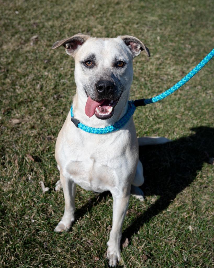 Cash, Adoptable, Young Male Shepherd.