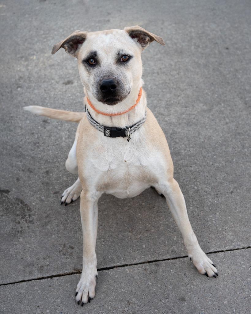 Enlarge Cash, a Adoptable Shepherd in Boone, IA image 1/4