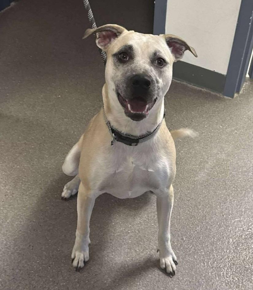 Enlarge Cash, a Adoptable Shepherd in Boone, IA image 2/4