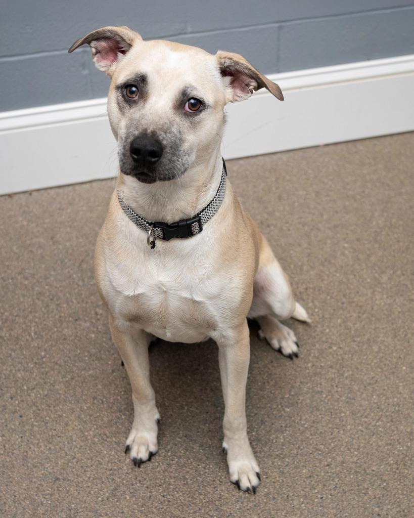Enlarge Cash, a Adoptable Shepherd in Boone, IA image 3/4