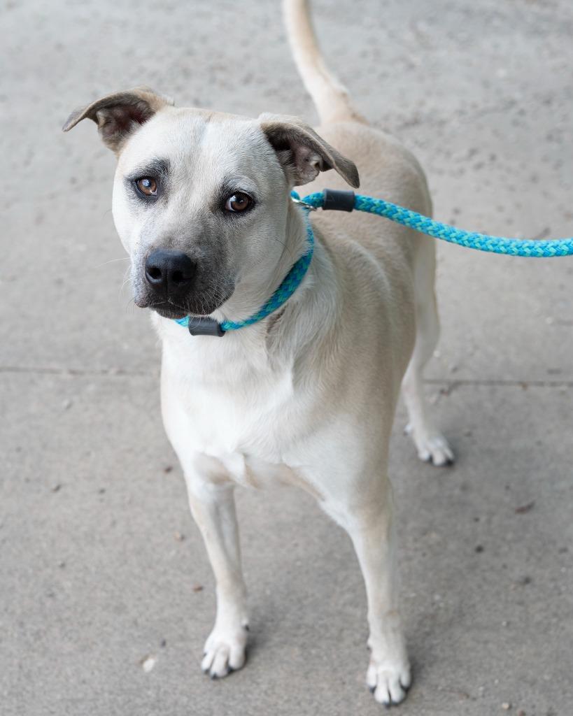Enlarge Cash, a Adoptable Shepherd in Boone, IA image 4/5