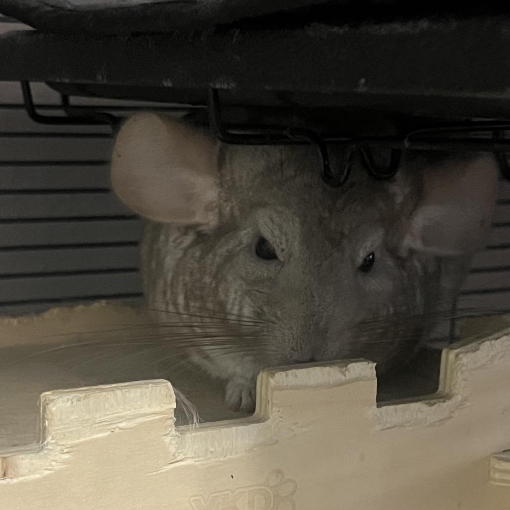 Enlarge Sky, a Adoptable Chinchilla in Port Richey, FL image 1/5