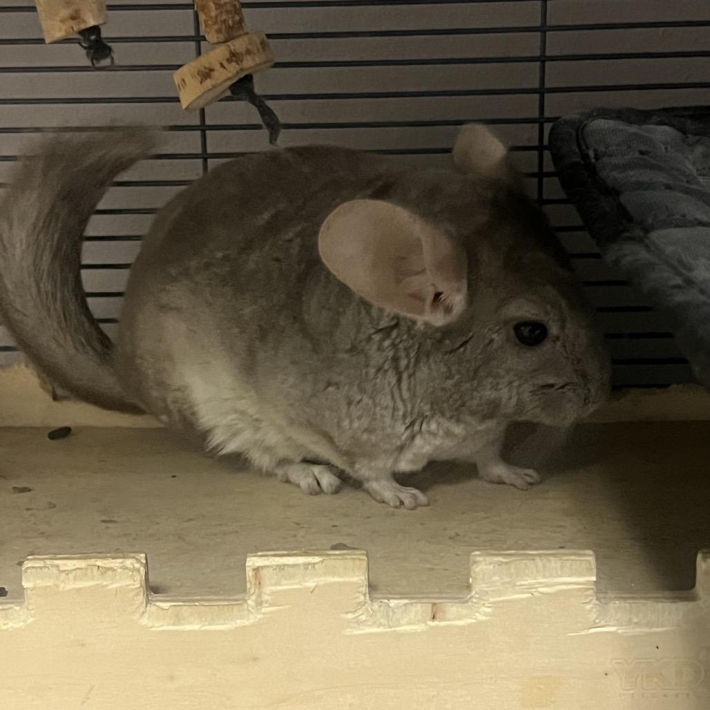Enlarge Sky, a Adoptable Chinchilla in Port Richey, FL image 2/5