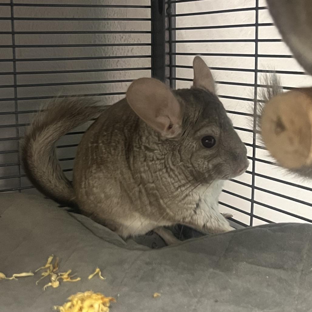 Enlarge Sky, a Adoptable Chinchilla in Port Richey, FL image 3/5