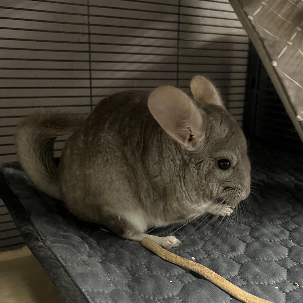 Enlarge Sky, a Adoptable Chinchilla in Port Richey, FL image 5/5